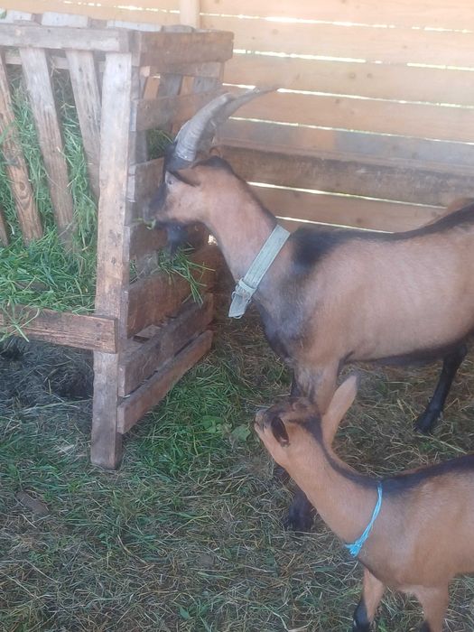 Disponibil Țap Alpin Francez