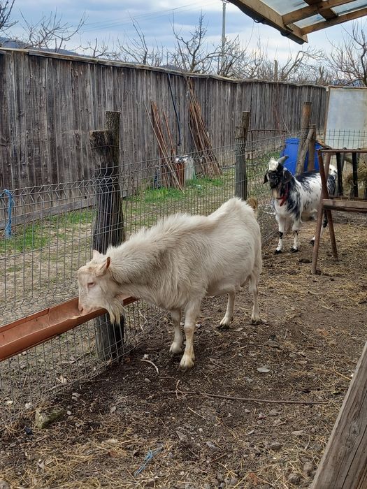 Țap sannen si anglonubian