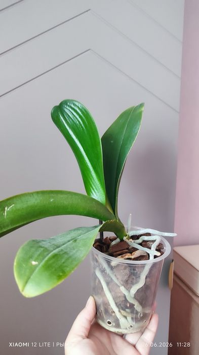 Орхидея phal. Leco Fantastic, Caribbean Dream, Anke, онцидиум