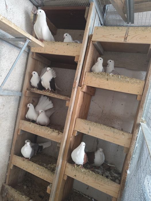 Продавам уникално гълъби