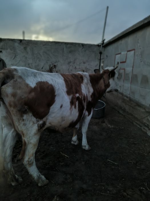 Продам дойную корову корова