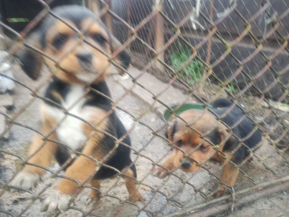 Ловно куче гонче