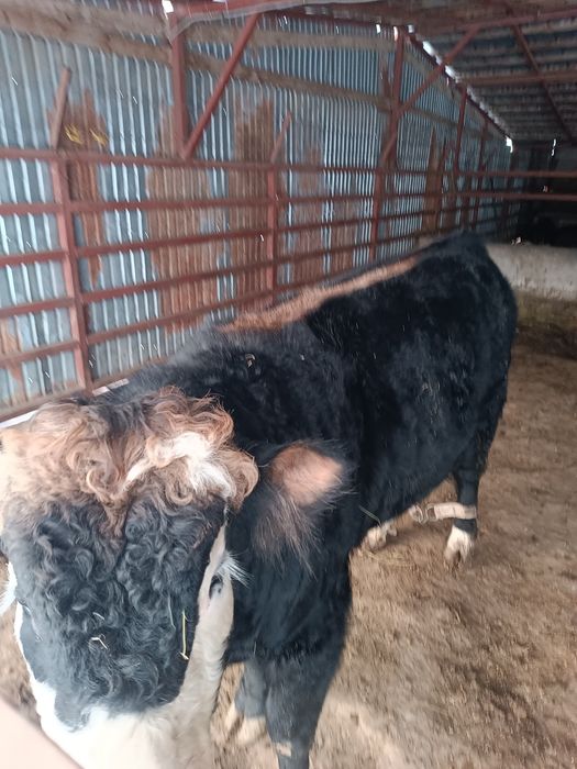 Продается бык на согым!