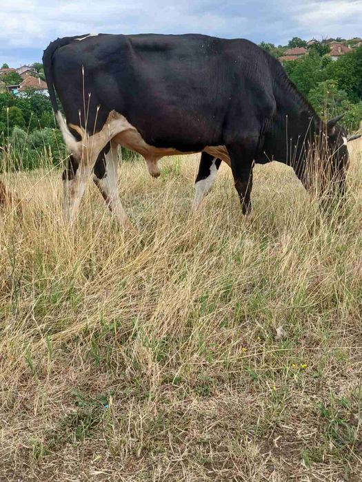 Продавам 2 мъжки телета