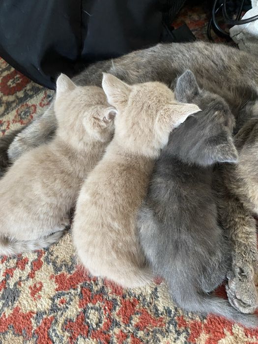 Полупородистые котята