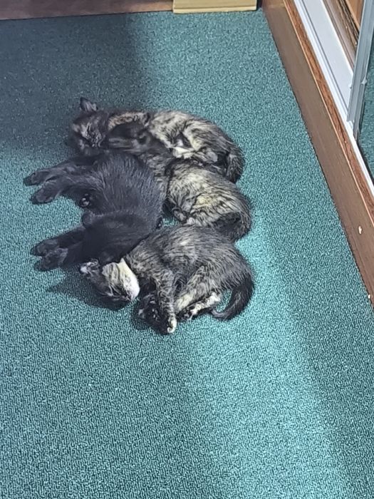 Котята даром в хорошие