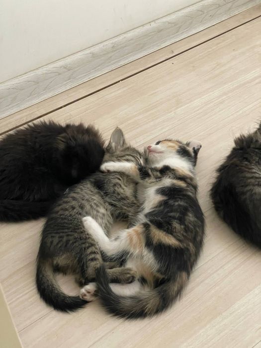 Котята в добрые руки