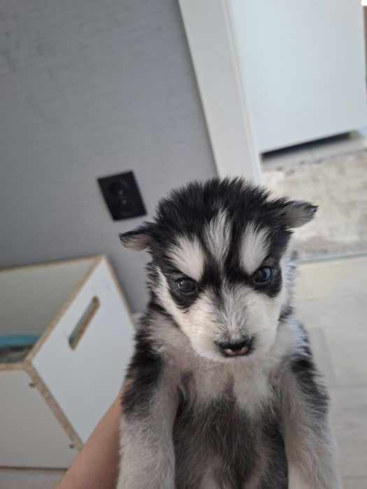 Продам Щенок хаски