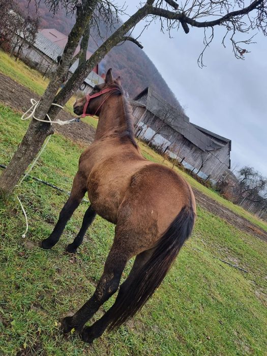 Vânz Mânză 8luni foarte cuminte si prietenoasa