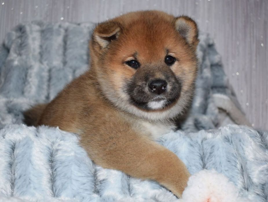 Мальчик Сиба Ину 10 месяцев