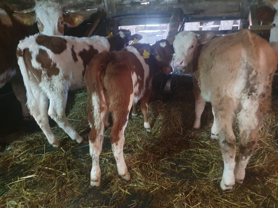 Vand 3 vitele baltate