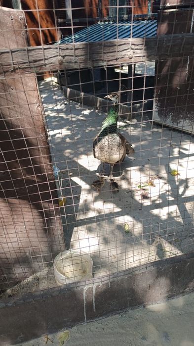 Продам пару павлинов 4х годовалые