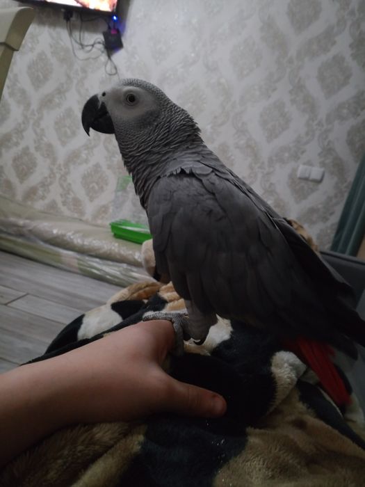 Продаётся жако папугай