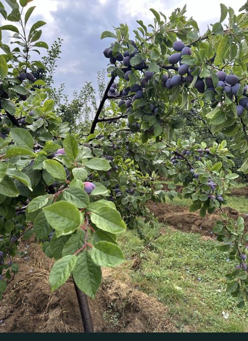 Vând prune de țuică  sau pălincă