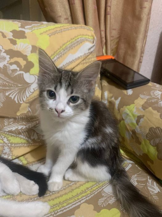 Котята отдам в хорошие руки!