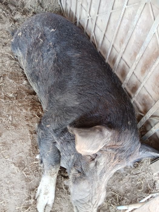 Продам кабана производителя