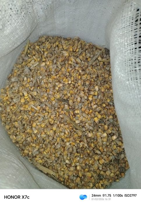 Жүгері. Кукуруза