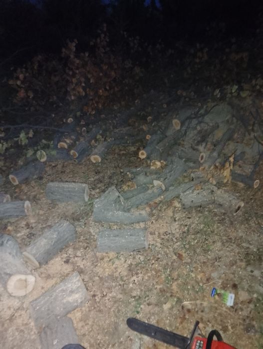 Vobkentda Zaldori daraxt sotiladi