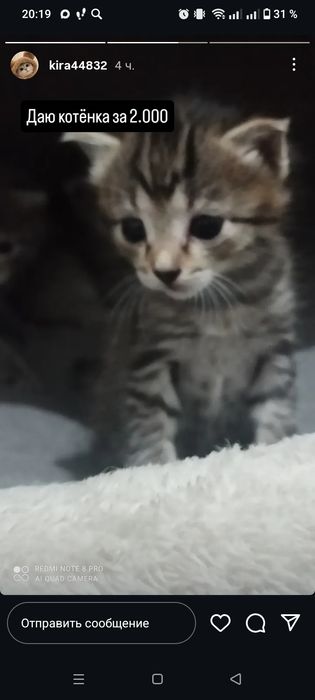 Продам красивых котят