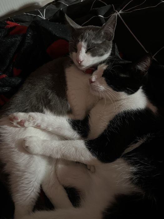pisici spre adoptie