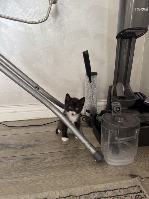 Котенок мальчик добрым людям