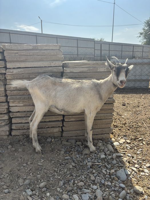 Күйеуі құл әйел қожайын порно видео