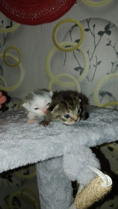 Отдам в добрые руки котят!