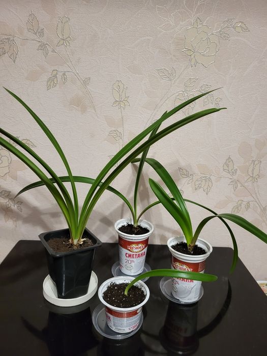 Продам гиппеаструм