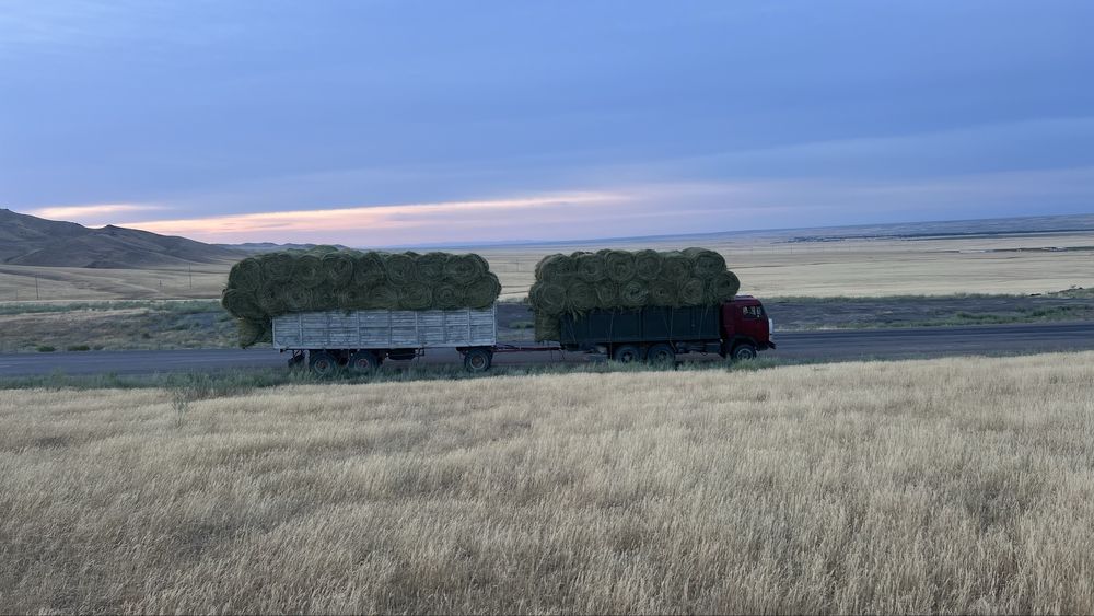Таза жонышка чистая люцерна