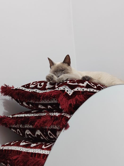 Сиямская кошечка