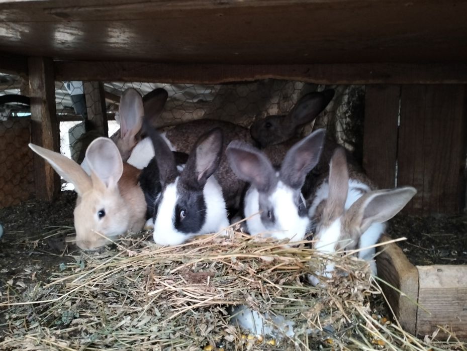 Vând iepuri hycole!