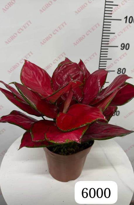 Бөлме гүлдерін сатамын.