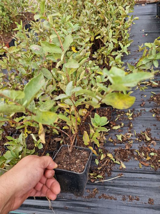 Лоницера Камчатика Войтек - Майска боровинка