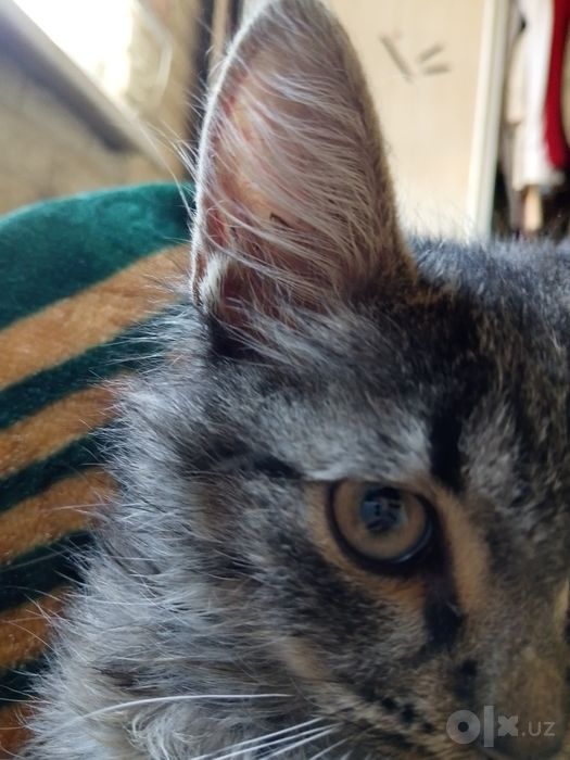 Отдам кота 8 месяцев