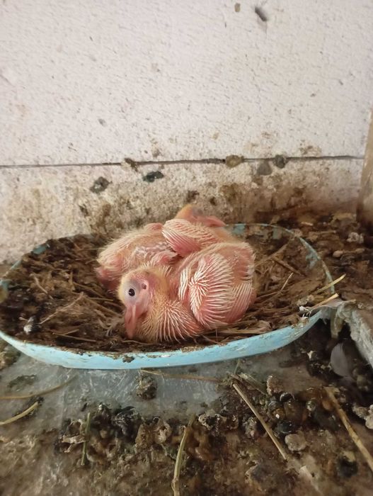 Vand porumbei hubble si metisi 45 lei buc!