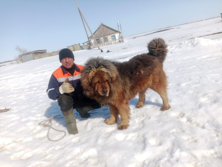 Продается Тибетский Мастиф