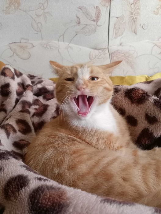 Отдам в хорошие руки