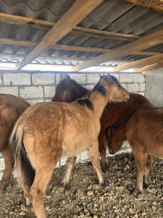 Тай сатылады срочно