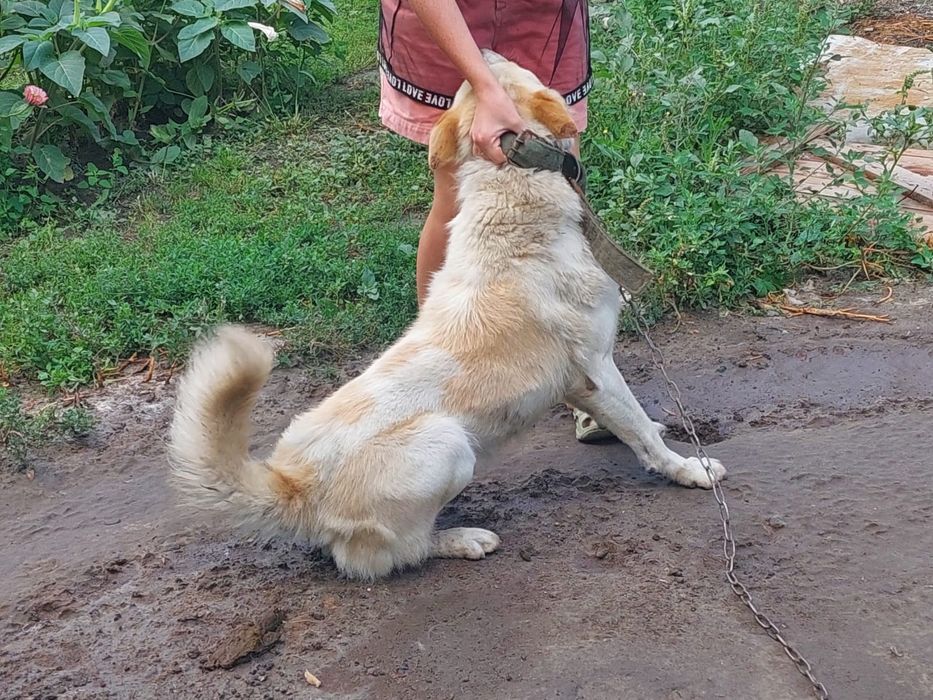 Отдам в хорошие руки