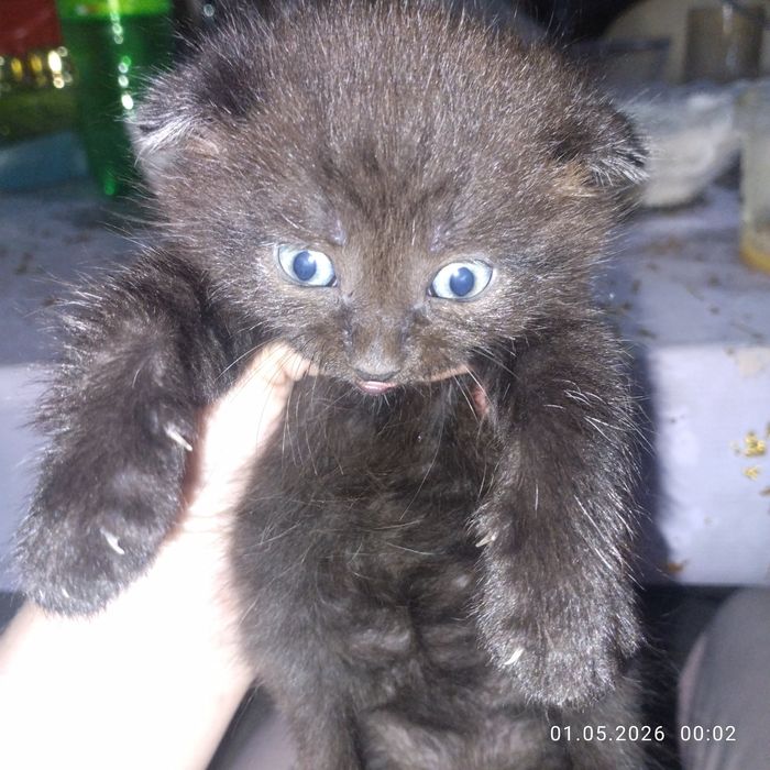 Продам веслоухих котят