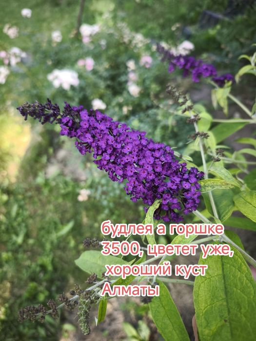 Цветы для красивого сада