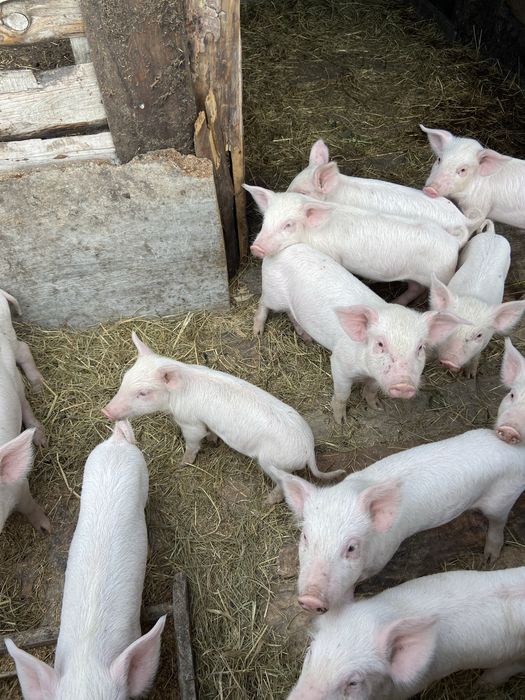 Продам поросят 1 месяц 5 дней