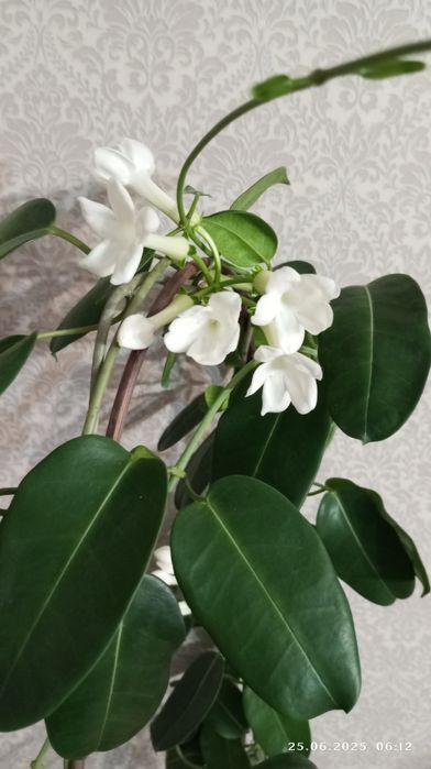 Стефанотис ( Мадагаскарский жасмин)