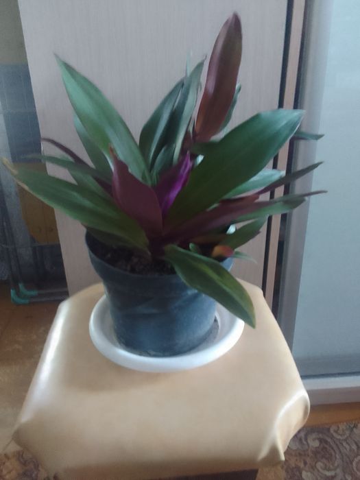 Продам комнатные цветы