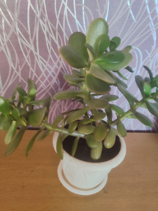 Продам комнатные цветы.