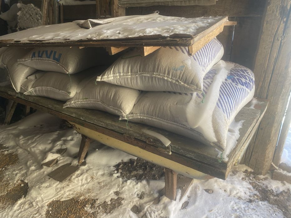 продам ячмень в мешках