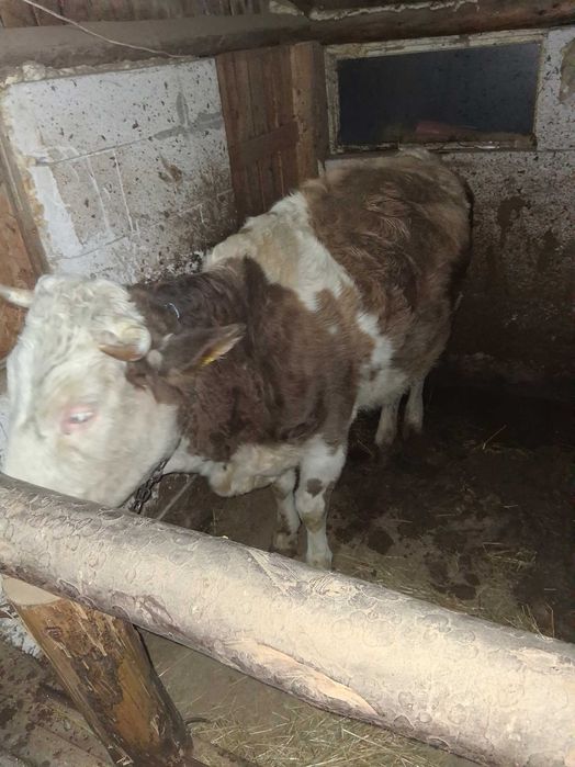 Vitei de vanzare bun de taiat sau de tinut