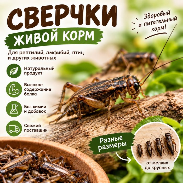 Сверчки живые, разных размеров