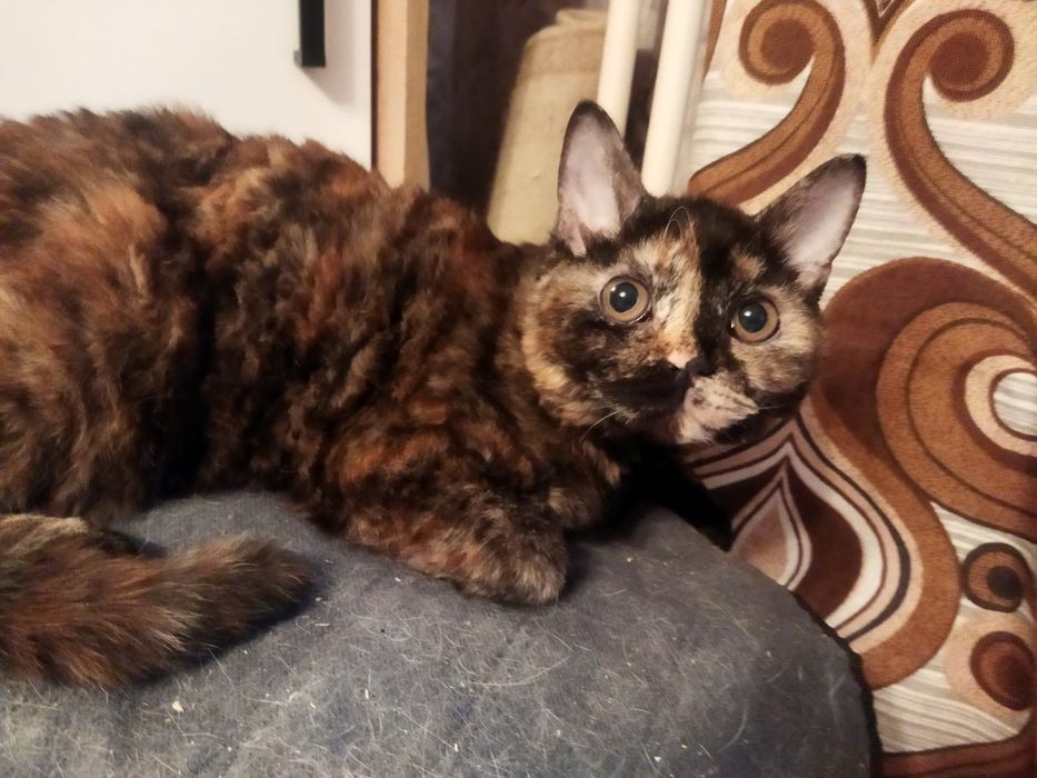 Котята Селкирк Рекс