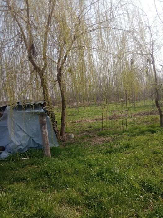 Majnuntol sotladi daraxt120$